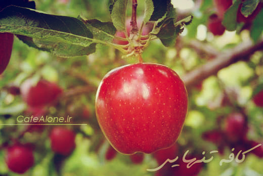 life is apple picking میتوان زیبا زیست
